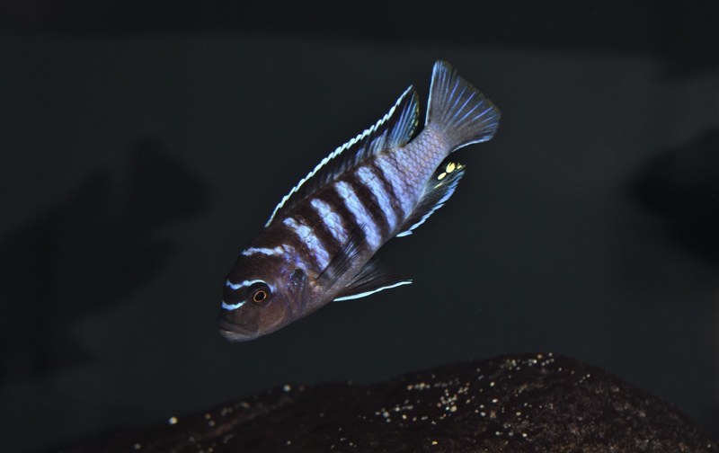 Maylandia sp. 'black dorsal mbenji' Mbenji Island